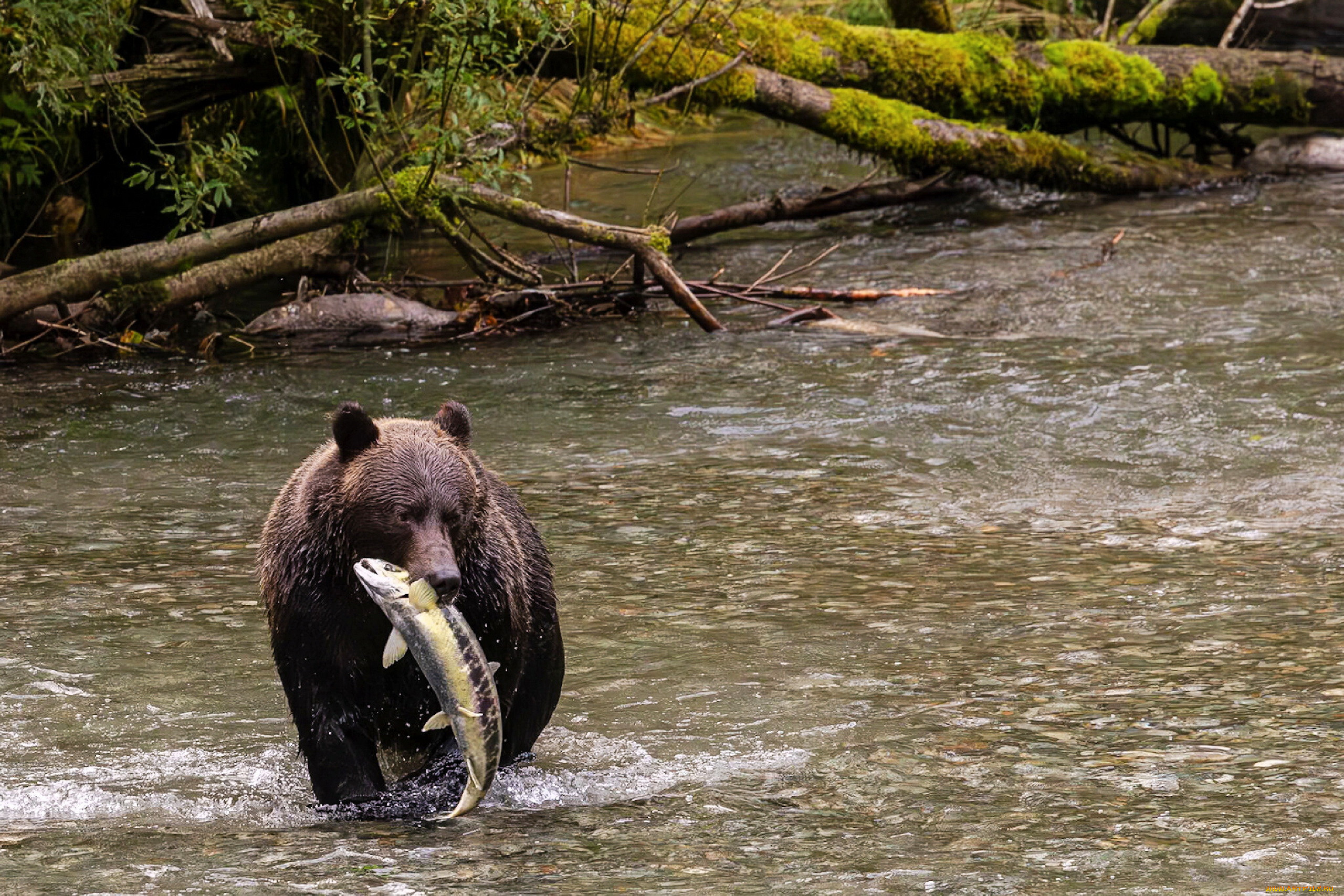 alaska, , 